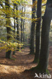 Beech (Fagus spec.)