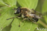 Bijwoudzwever (Criorhina asilica)