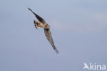 Northern Harrier