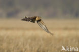 Northern Harrier