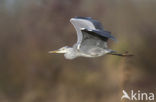 Blauwe Reiger (Ardea cinerea)