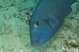 Yellow-spotted triggerfish (Pseudobalistes fuscus)
