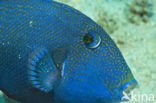 Blauwe Trekkervis (Pseudobalistes fuscus)