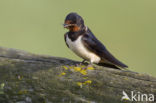 Barn Swallow (Hirundo rustica)