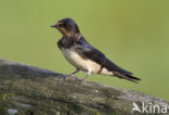 Boerenzwaluw (Hirundo rustica) 