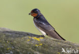 Barn Swallow (Hirundo rustica)