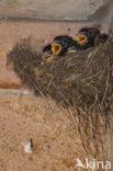 Boerenzwaluw (Hirundo rustica) 