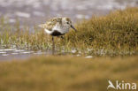 Bonte Strandloper (Calidris alpina)