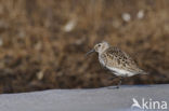 Bonte Strandloper (Calidris alpina)