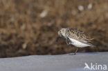 Bonte Strandloper (Calidris alpina)