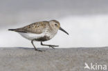 Bonte Strandloper (Calidris alpina)