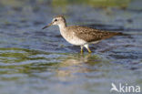 Wood Sandpiper (Tringa glareola)