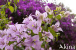 Bougainville (Bougainvillea)