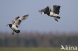 Brandgans (Branta leucopsis)