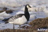 Brandgans (Branta leucopsis)