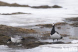 Brandgans (Branta leucopsis)