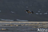 Brandgans (Branta leucopsis)