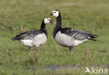 Barnacle Goose (Branta leucopsis)