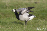 Brandgans (Branta leucopsis)