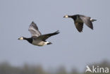 Brandgans (Branta leucopsis)