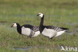 Brandgans (Branta leucopsis)