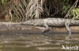 Brilkaaiman (Caiman crocodilus)