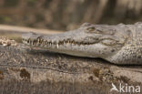 Brilkaaiman (Caiman crocodilus)