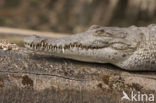 Spectacled Caiman (Caiman crocodilus)