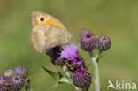 Meadow Brown (Maniola jurtina)