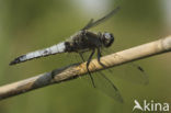 Bruine korenbout (Libellula fulva) 