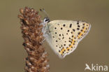 Sooty Copper (Lycaena tityrus)