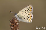 Bruine vuurvlinder (Lycaena tityrus) 