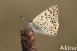 Bruine vuurvlinder (Lycaena tityrus) 