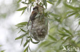 Eurasian Penduline-Tit (Remiz pendulinus)