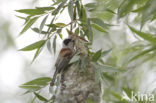 Eurasian Penduline-Tit (Remiz pendulinus)