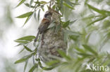 Eurasian Penduline-Tit (Remiz pendulinus)