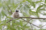 Eurasian Penduline-Tit (Remiz pendulinus)