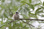 Eurasian Penduline-Tit (Remiz pendulinus)