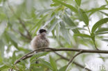Eurasian Penduline-Tit (Remiz pendulinus)