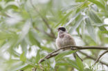 Eurasian Penduline-Tit (Remiz pendulinus)