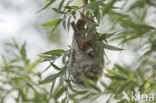 Eurasian Penduline-Tit (Remiz pendulinus)