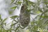 Eurasian Penduline-Tit (Remiz pendulinus)