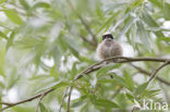 Eurasian Penduline-Tit (Remiz pendulinus)