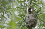 Eurasian Penduline-Tit (Remiz pendulinus)