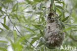 Eurasian Penduline-Tit (Remiz pendulinus)