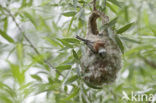 Eurasian Penduline-Tit (Remiz pendulinus)