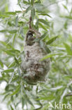 Eurasian Penduline-Tit (Remiz pendulinus)