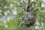 Eurasian Penduline-Tit (Remiz pendulinus)