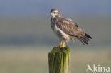 Common Buzzard (Buteo buteo)
