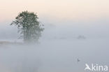 Canadese Gans (Branta canadensis)